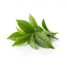 Fresh green tea leaves