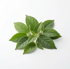 Gymnema leaves on a white background