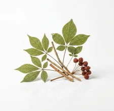Panax ginseng root